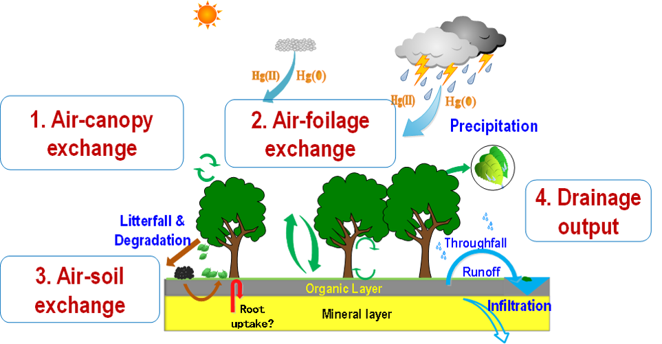 Schematics of pollutant cycling in forest ecosystems